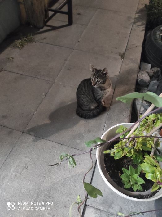 Малки Котенцъ   на2 ми. На2м
