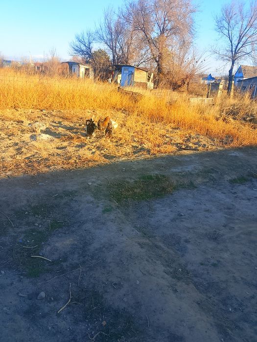 Продам курей продам