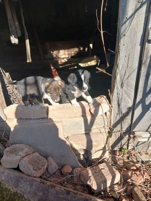 Бордър колита – 60 дни