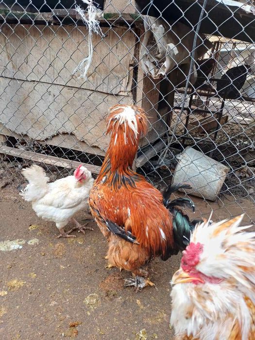 Продавам кокошки и петли