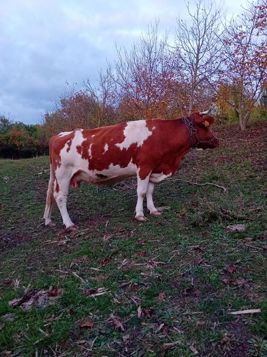 Vând vaca gestanta  și o juninca de 1 an
