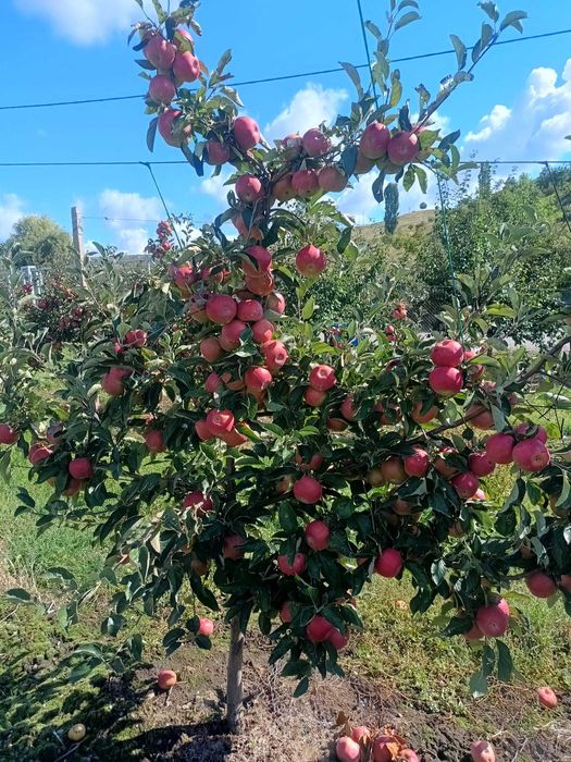 Vand Mere si Pere