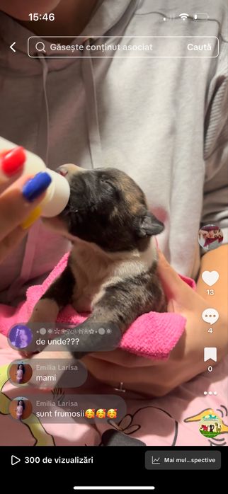 Donez pui 1 saptamana