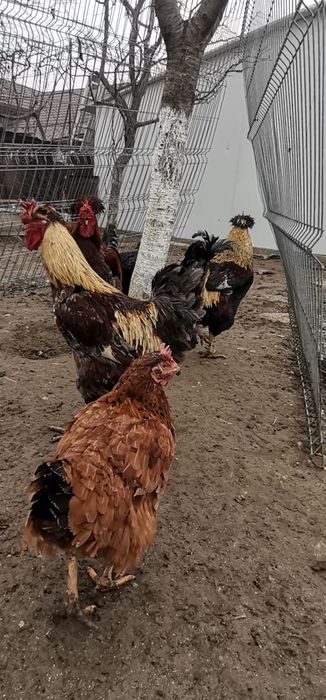 Găini moțate și nemoțate