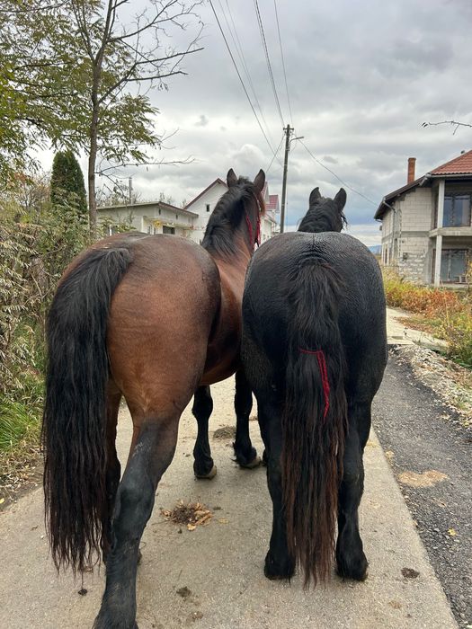 Manza de un an de vanzare