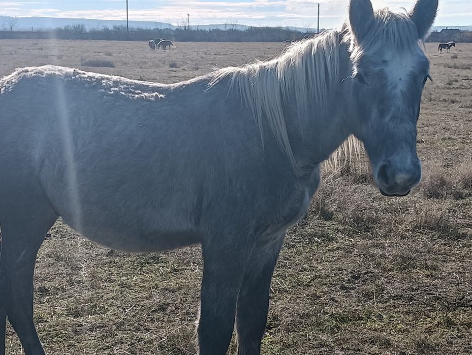 Vând sau schimb mânz metis de lipițan cu frizian aștept oferte