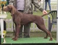 Vand femela Brac German cu pedigree
