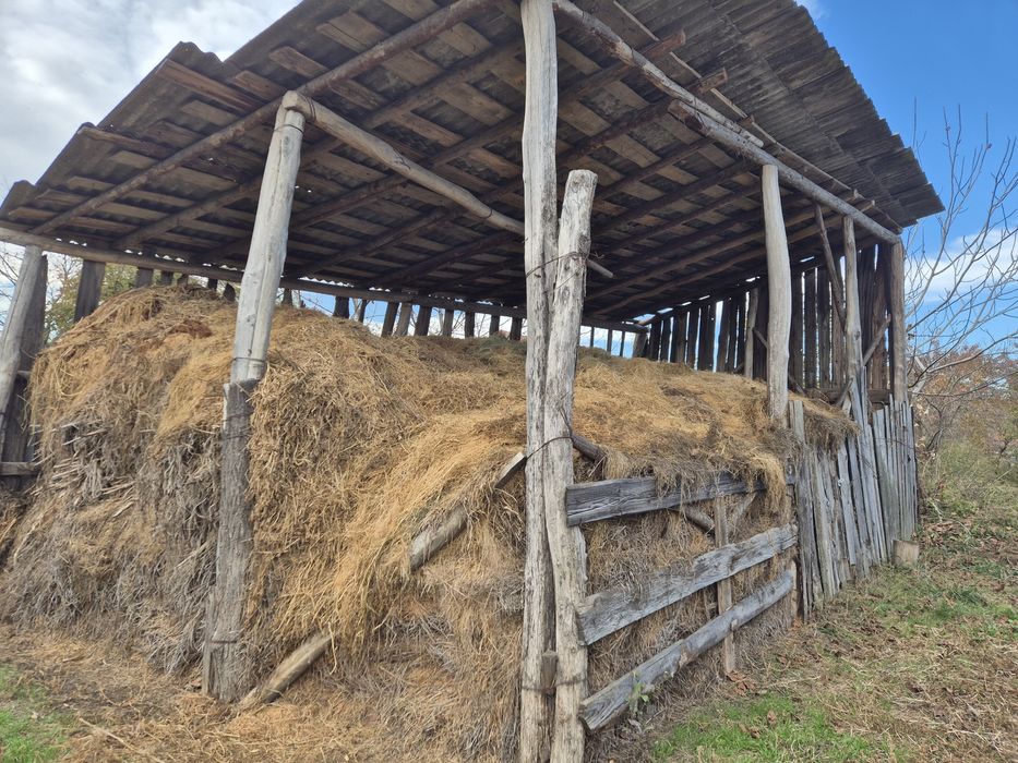 Vând urgent lucernă producție 2024/2025(depozitată în fânărie)