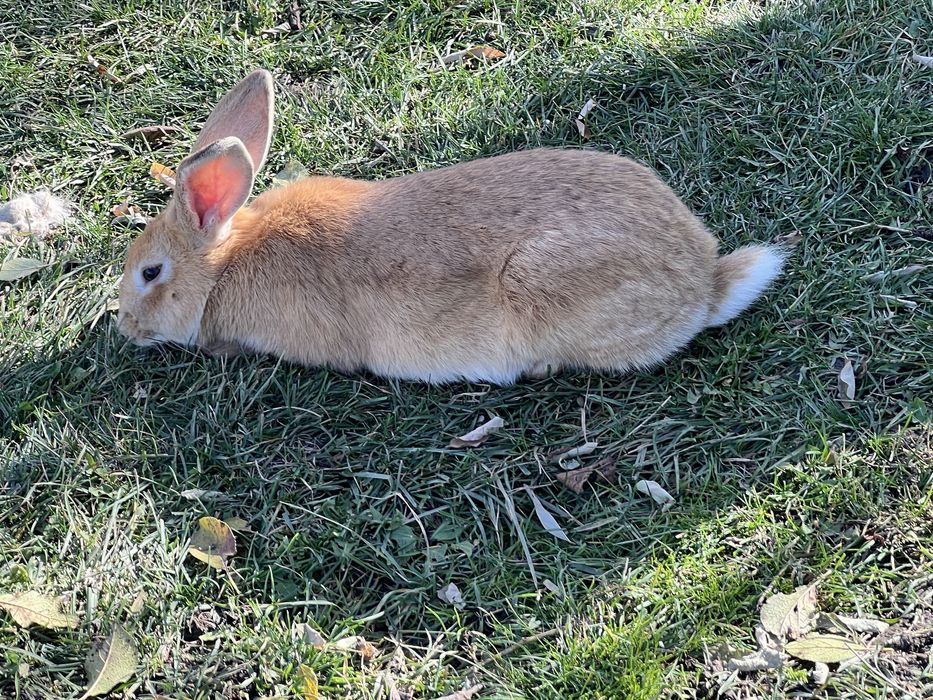 Vand iepuri vii sau carcasa