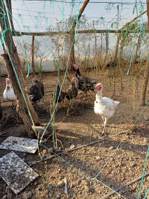 Vând curcani de carne