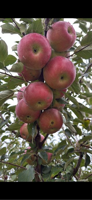 Pomi fructiferi la ghiveci! Pe rod!