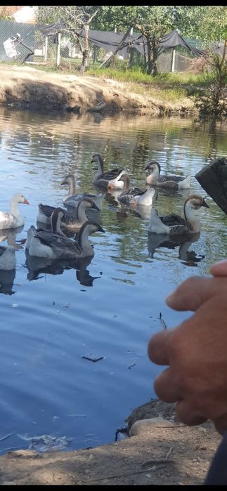 Vand Gaste crescute pe apa