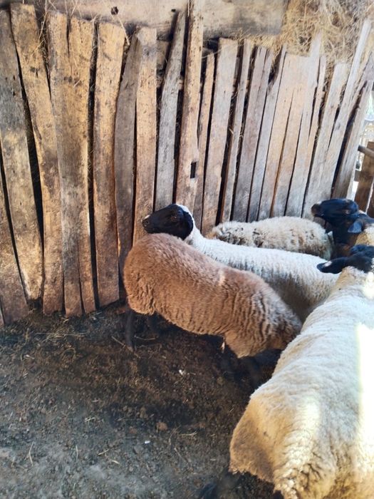 Berbeac sulfoc și carabasi