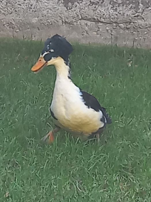 Vand    Rate cu montata