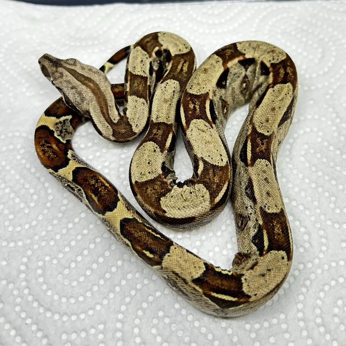 Боа (Boa Constrictor)