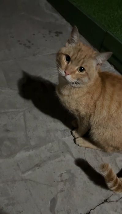 В Прошлом Домашний Котик 1 Год Ищет Дом