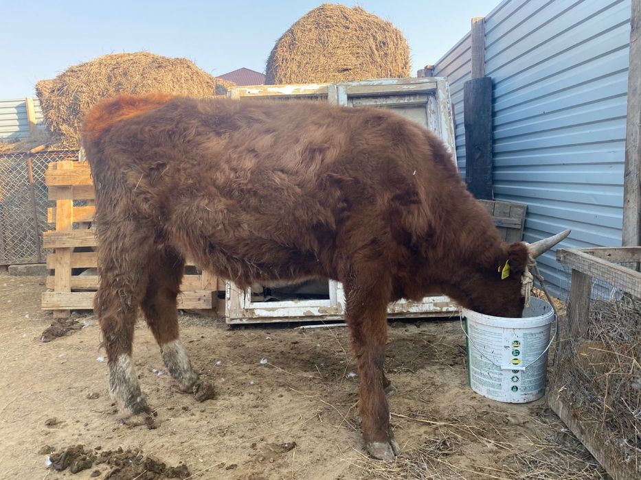 Семіз Тайөгіз сатылады.