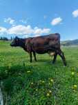 Vand vaca  20-22l lapte pe zi