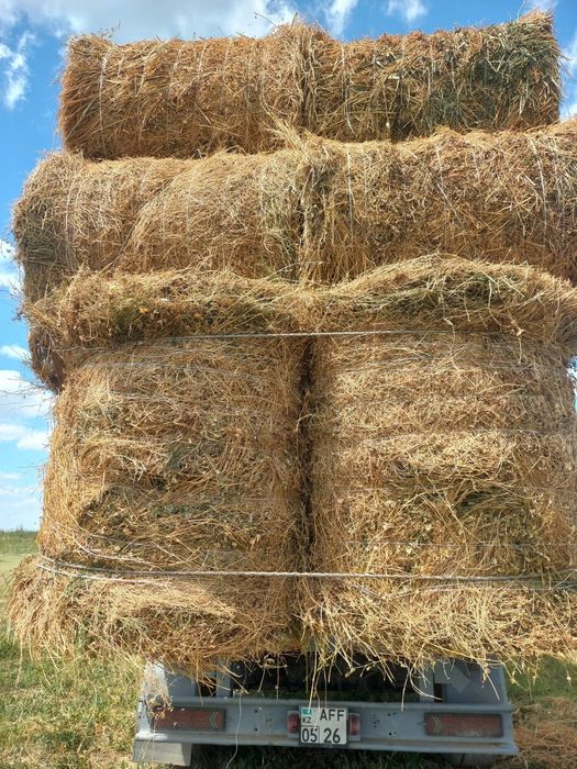 Сено люцерна жоношка урлон сатамын урлон