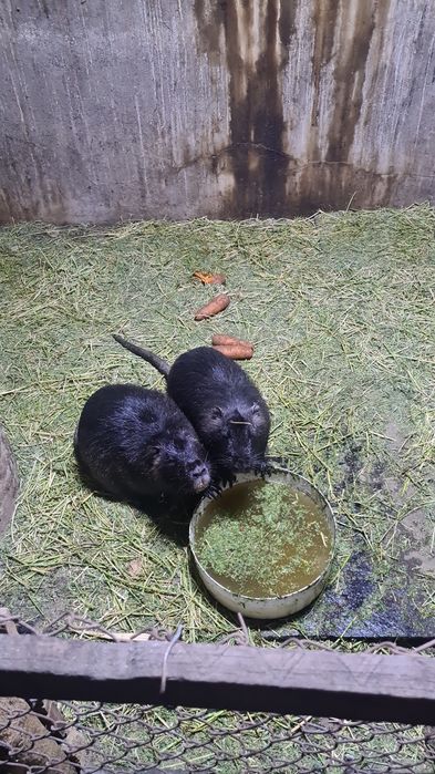 Продам семью  нутрий