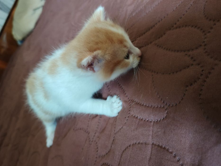 Подарявам котенце