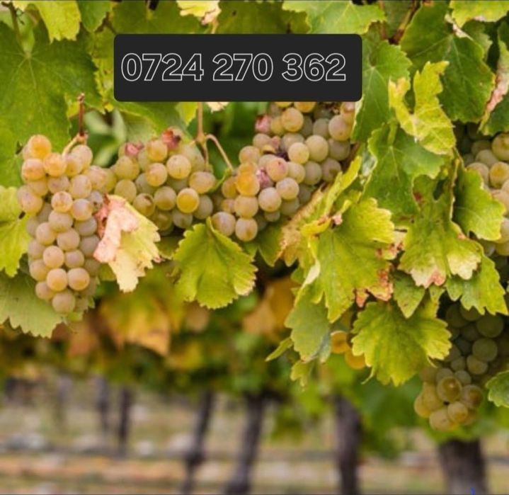 Vant strugur de vin