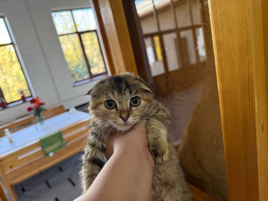 мушукча сотилади зотли уй мушуги акили жуда