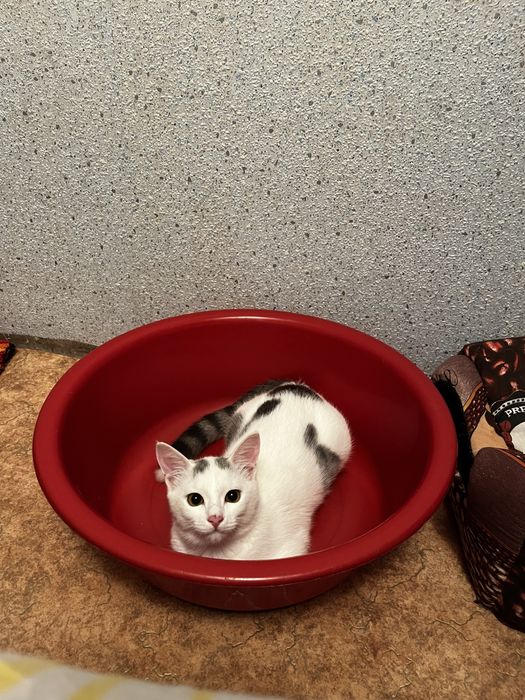 Отдам котенка в добрые руки