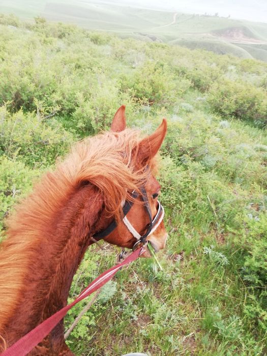 Айгыр сатылады, скоростной