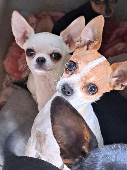 Вязка мини Чихуахуа