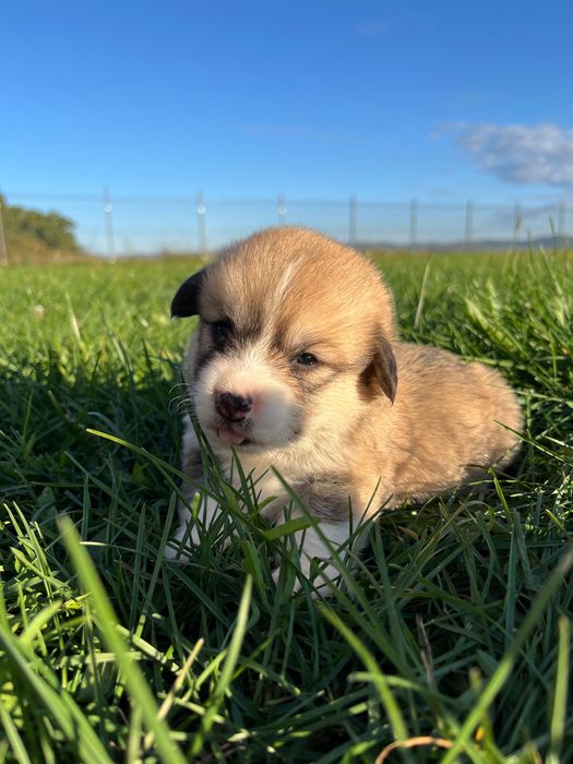 Cățel Corgi Pembroke
