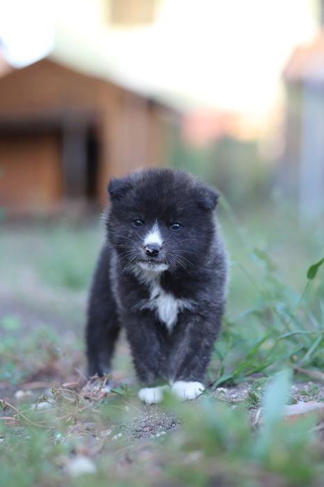 Akita Inu roscat si brindle (tigrat)