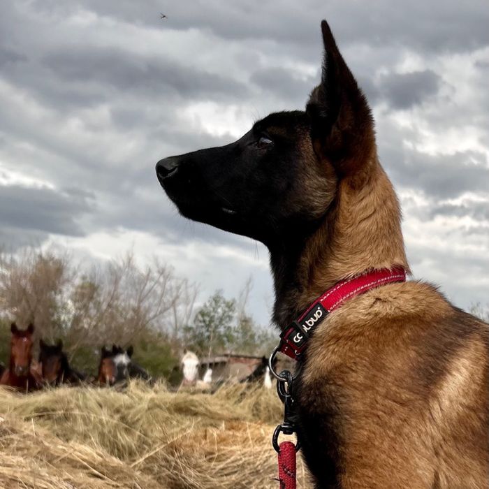 Щенки малинуа от супер-производителей