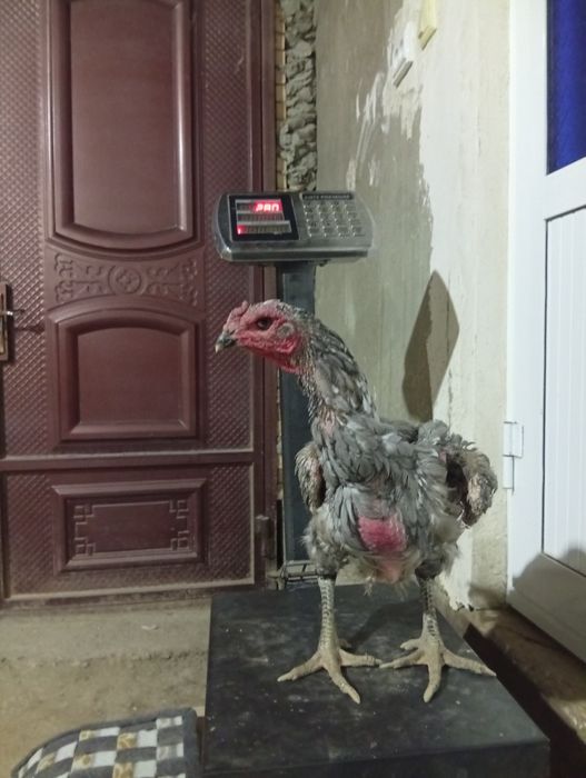 Кул ганой макиён ситилади