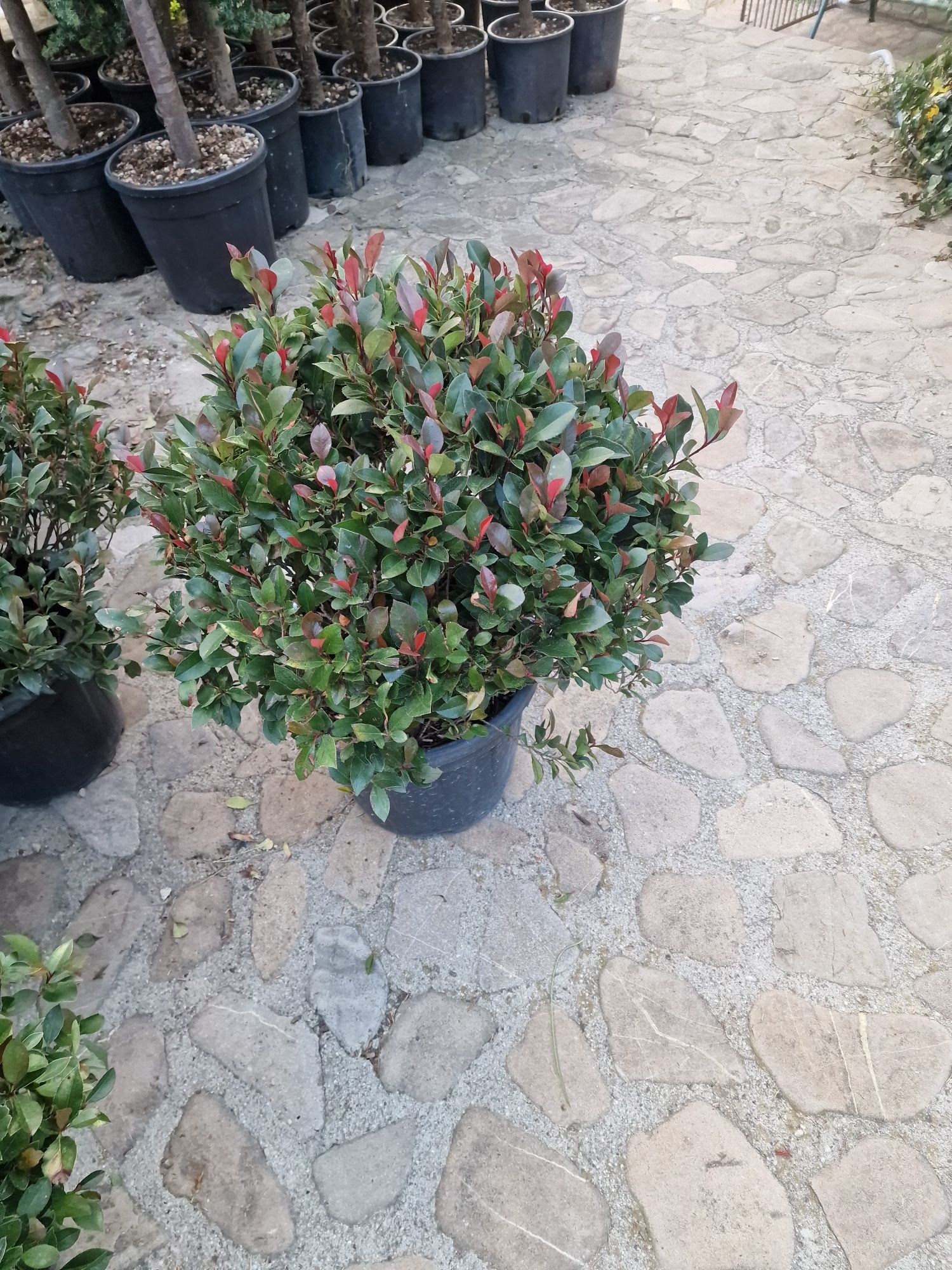 Chiparos lilandi plante de gradina