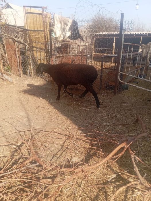 Қой сатылады/ Продаются здоровые, откормленные бараны