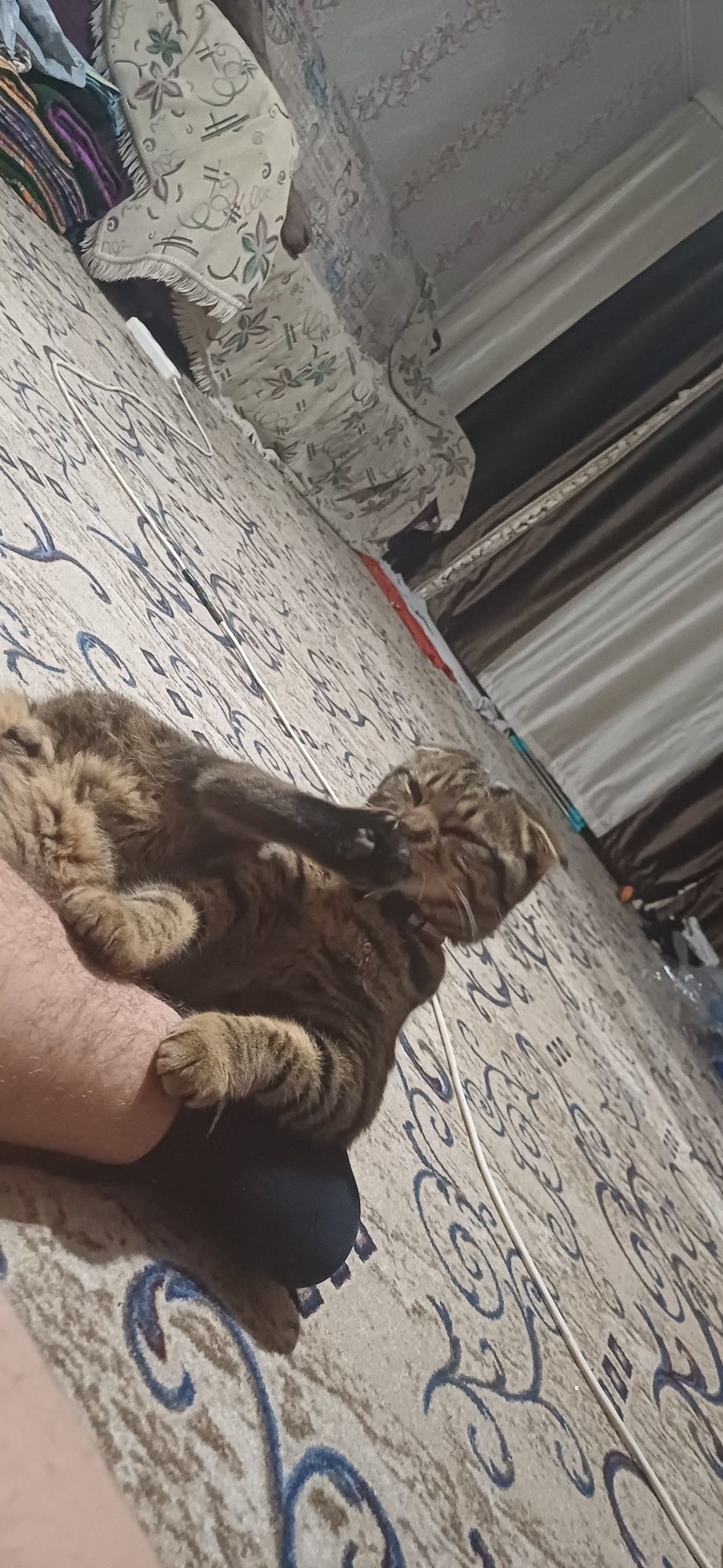 Кто найдёт котёнка получит вознаграждение