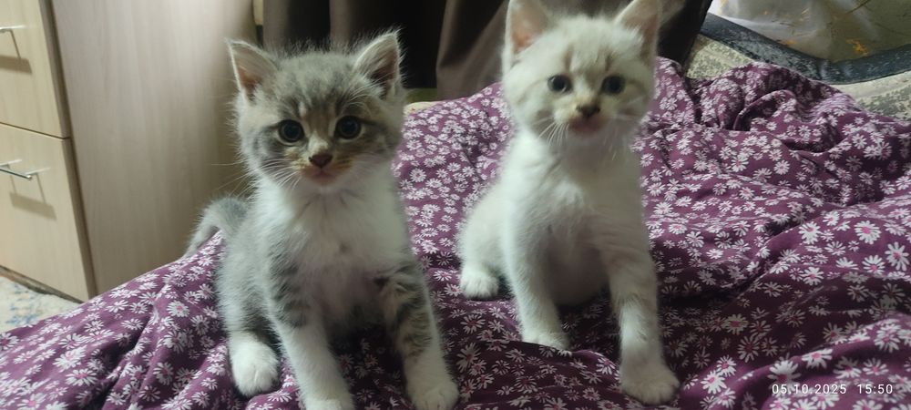 Отдам даром котят
