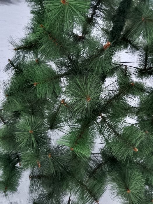 Продам Ёлку 2.30 высота