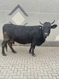 Продам корову алатауской