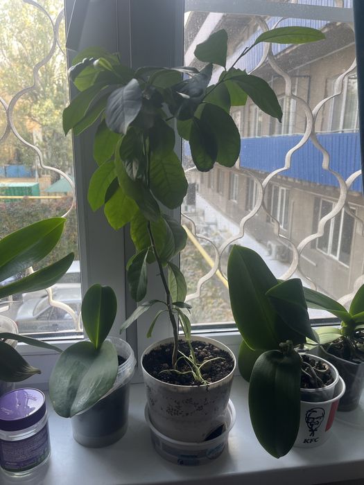 Комнатные растение