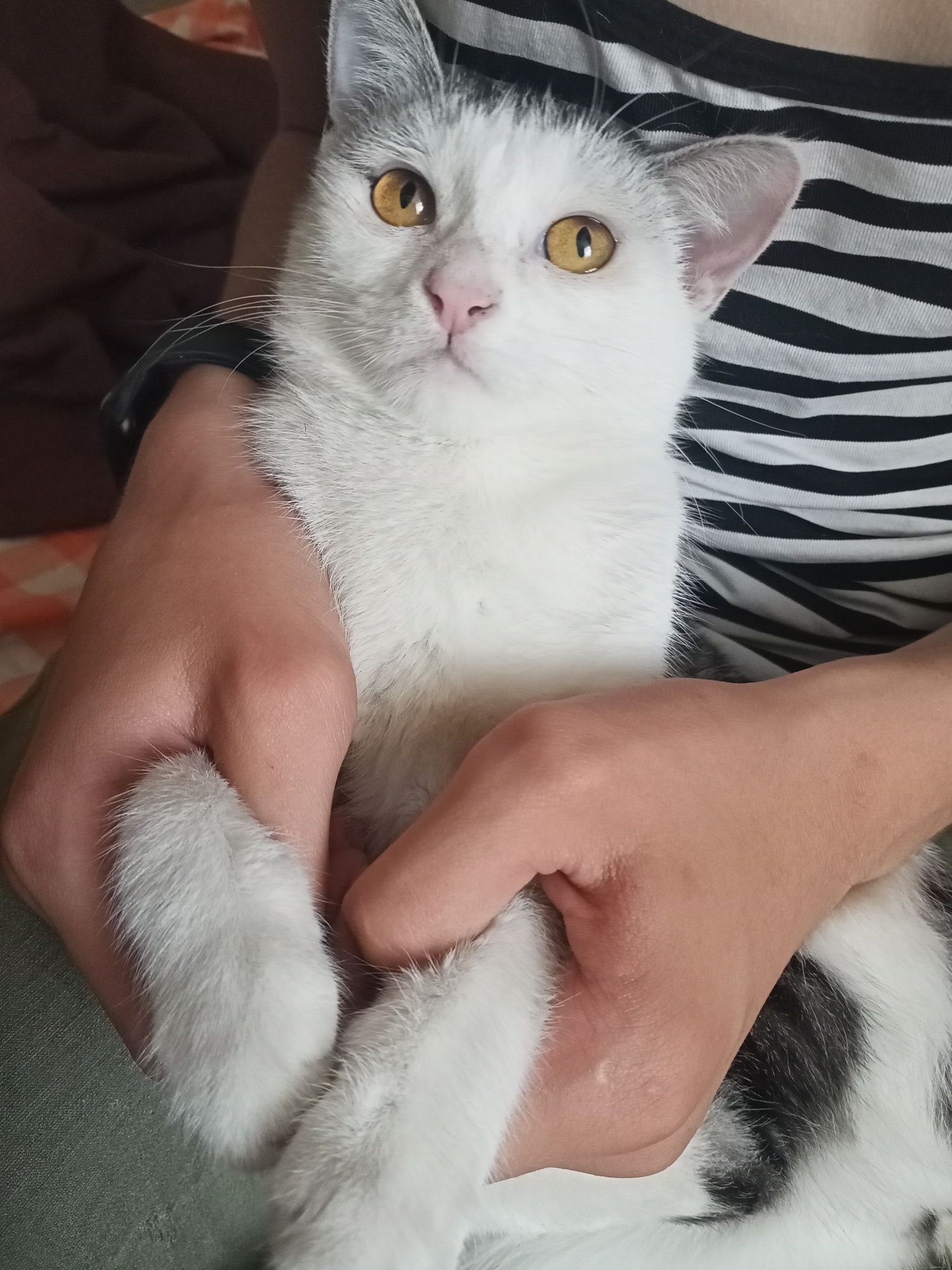 Кошка и кот отдам даром