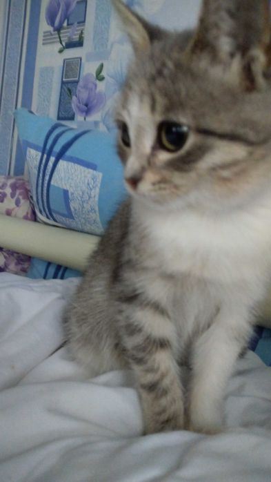 Котёнок найдёныш