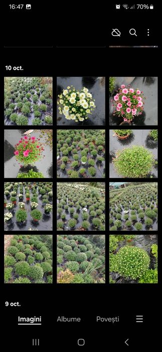 Crizanteme ghiveci mai multe culori