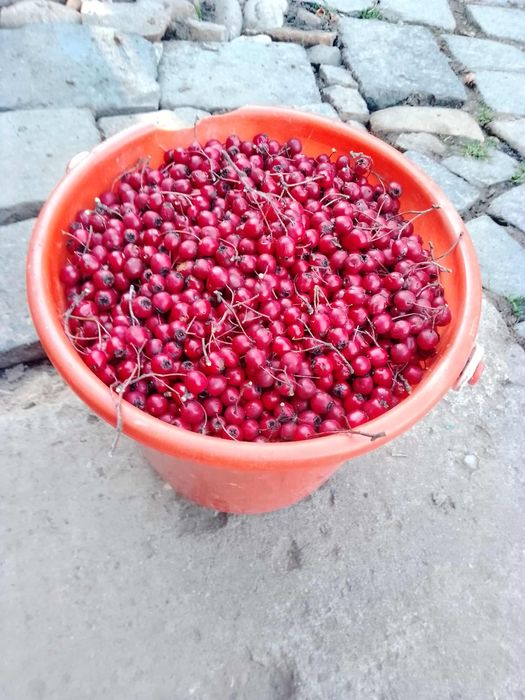 Paducele fructe padure