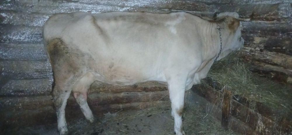 Vând vacă cu lapte