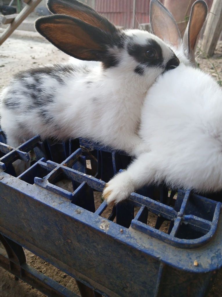 -  Vând iepurași
