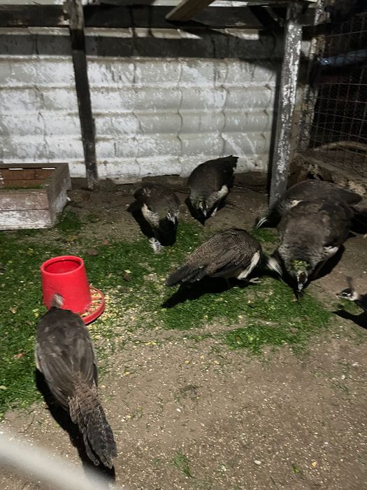 Păuni standard 2025