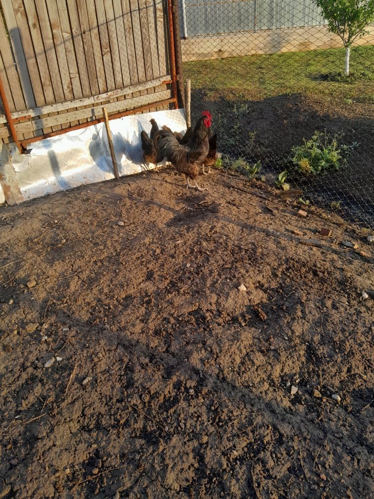 Vând familie de australorp