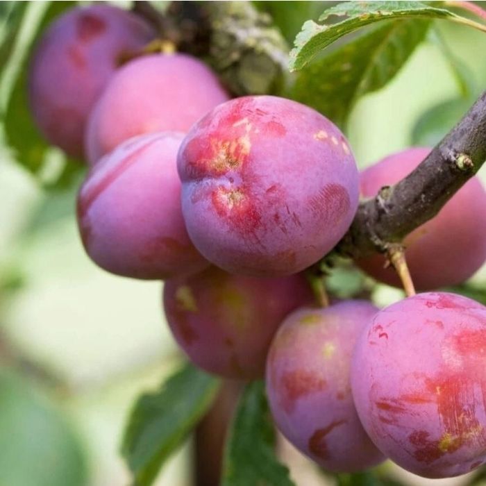 Pomi Fructiferi la Ghiveci (Prun )